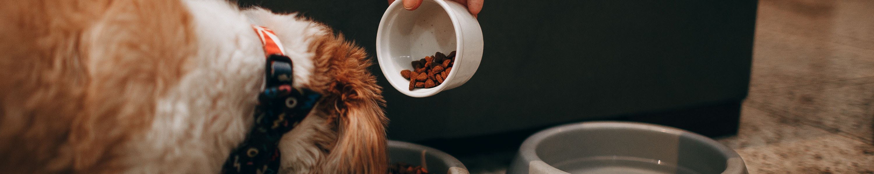 Futterallergie beim Hund: Symptome erkennen und richtig handeln