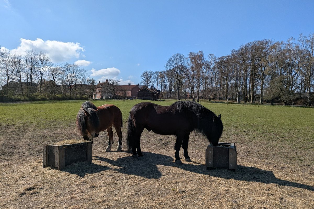 Futterberatung beim Pferd: Ablauf, Anbieter, Kosten – go4vet