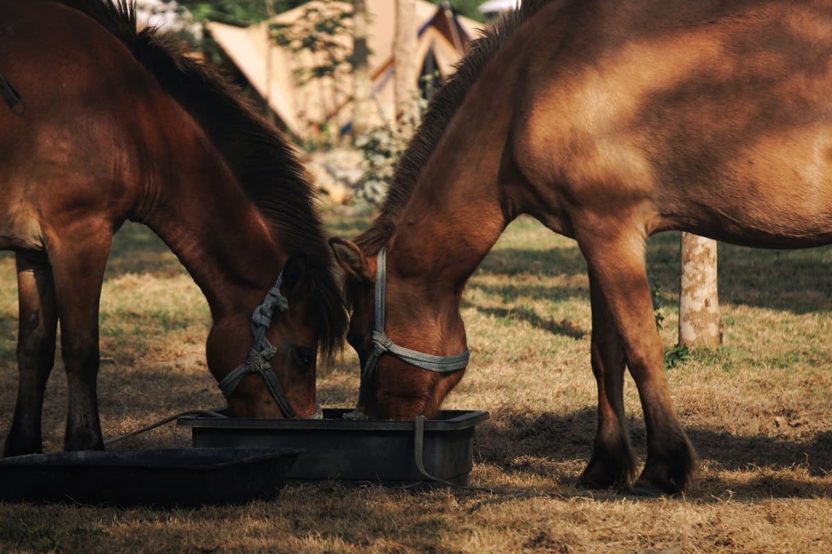 Futterberatung beim Pferd: Ablauf, Anbieter, Kosten – go4vet