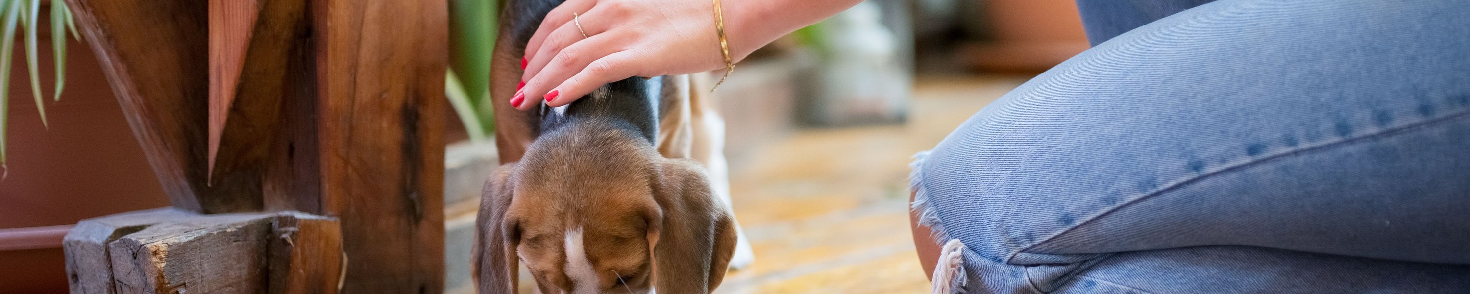 Futterkohle für Tiere