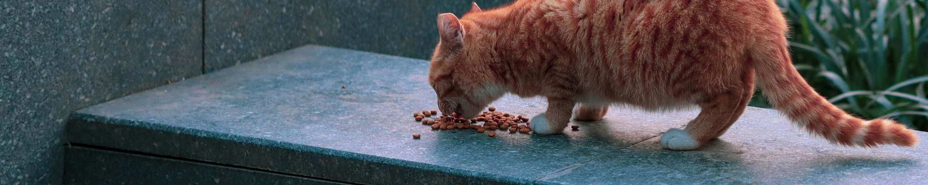 Futtermittelunverträglichkeit bei der Katze