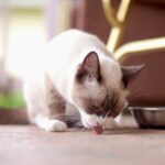 Futterumstellung bei der Katze