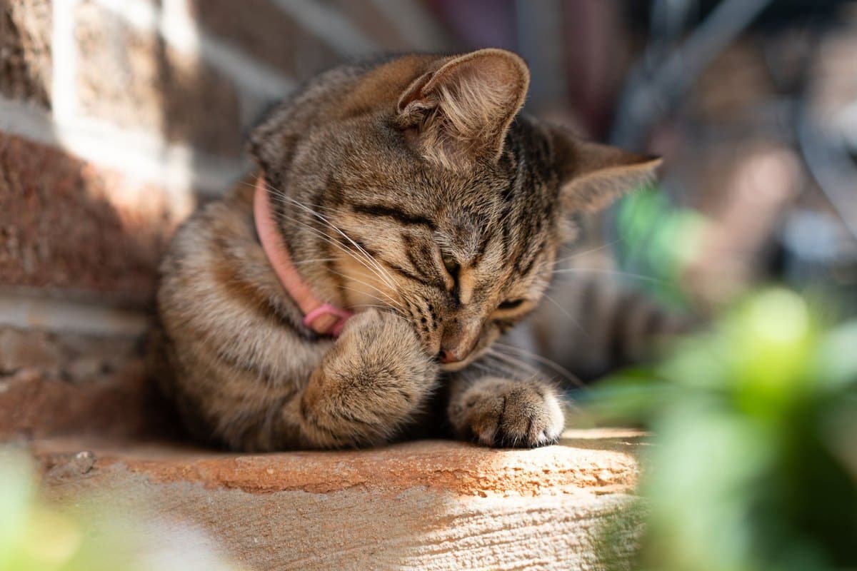 Futterumstellung bei der Katze – go4vet