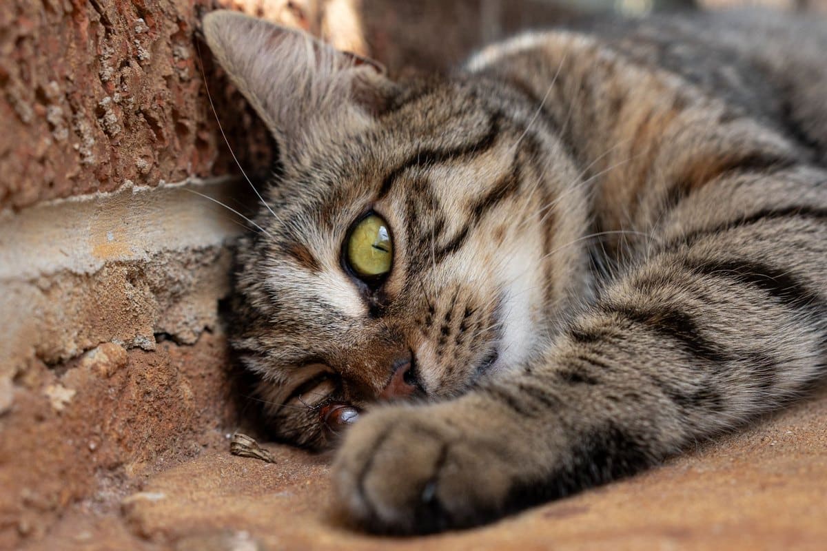 Futterumstellung bei der Katze – go4vet