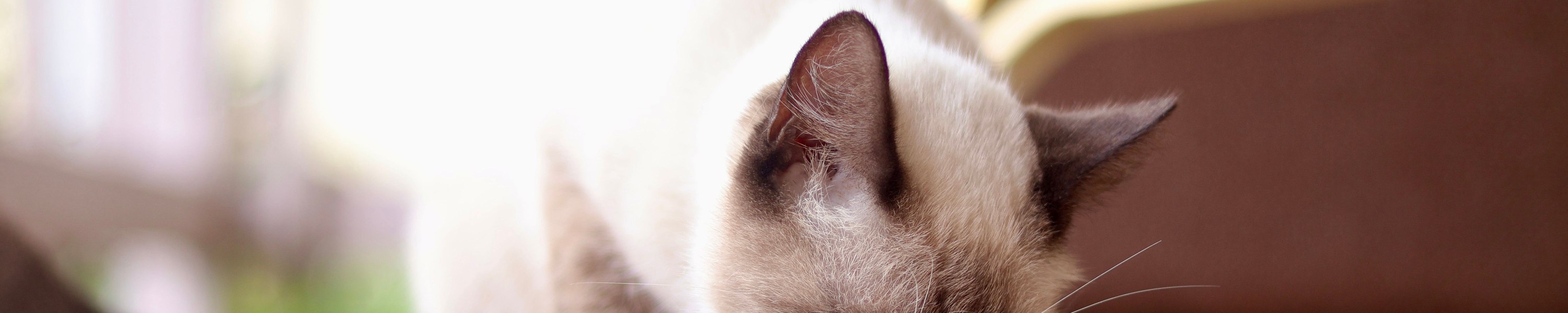 Futterumstellung bei der Katze