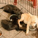 Futterumstellung beim Hund