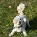 Gastritis beim Hund