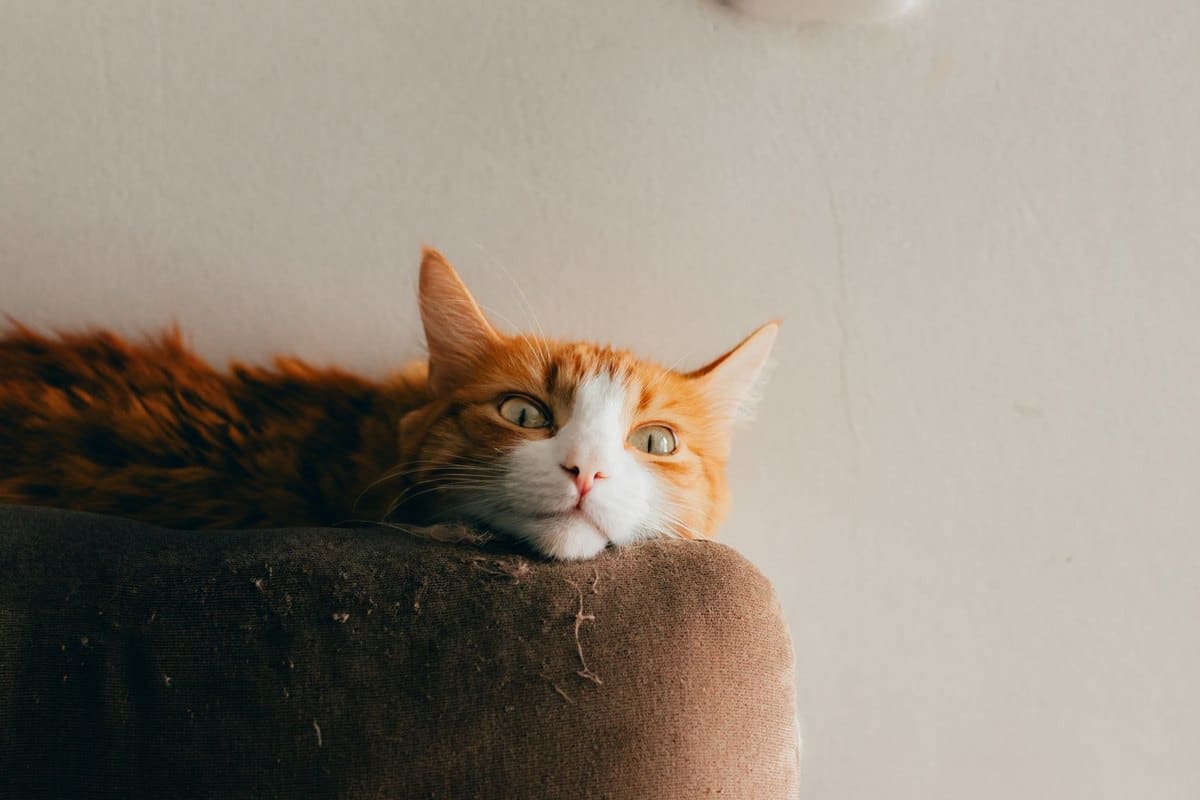 Gastritis bei Katzen – go4vet
