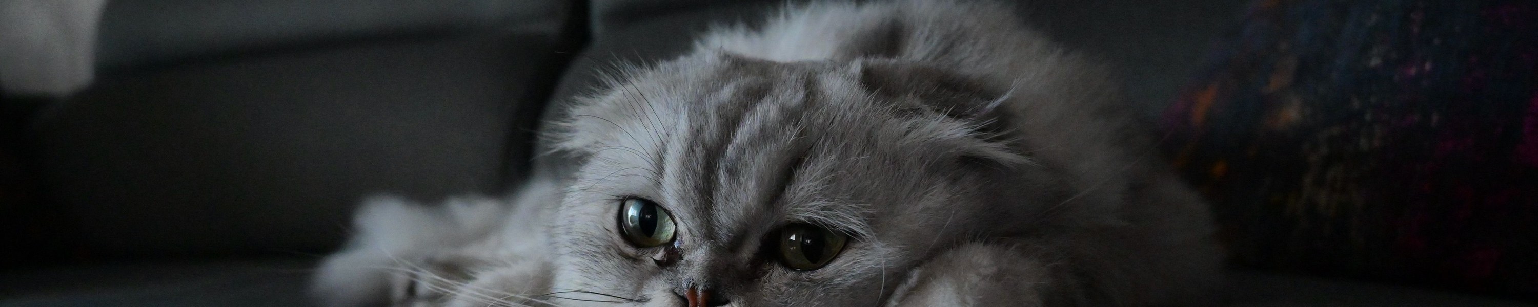Gastritis bei Katzen