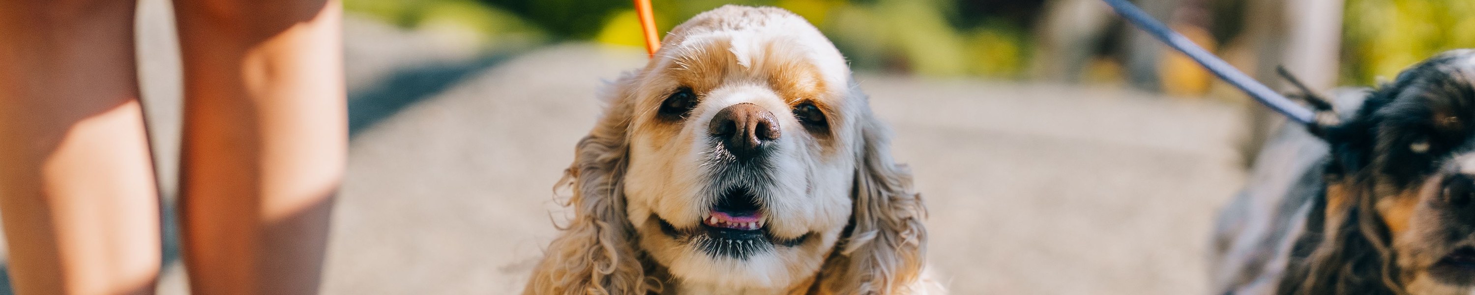 Magendrehung beim Hund (GDV): Notfall, Symptome, OP-Kosten und Versicherung