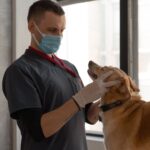 Gebärmutterentzündung beim Hund