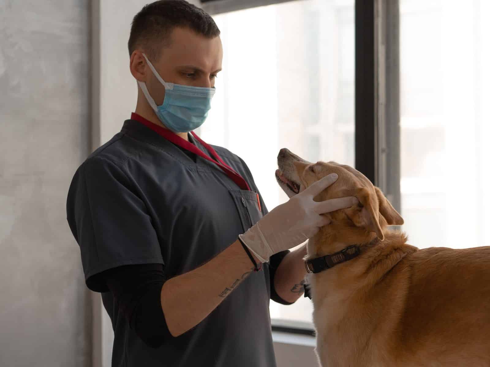 Gebärmutterentzündung beim Hund
