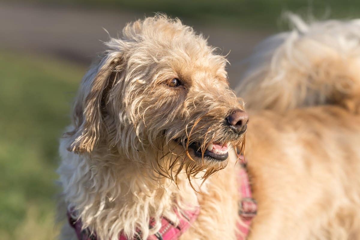 Gebärmutterentzündung beim Hund – go4vet