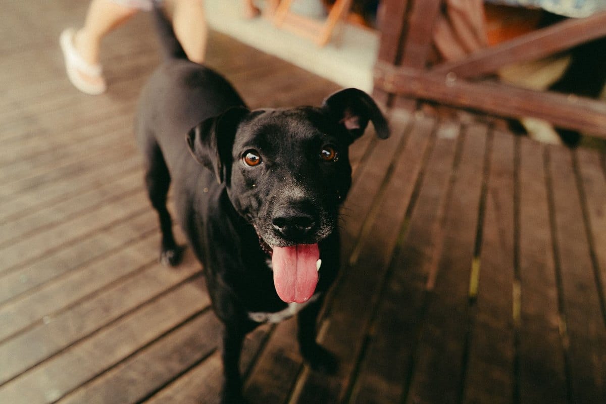 Gebärmutterentzündung beim Hund – go4vet