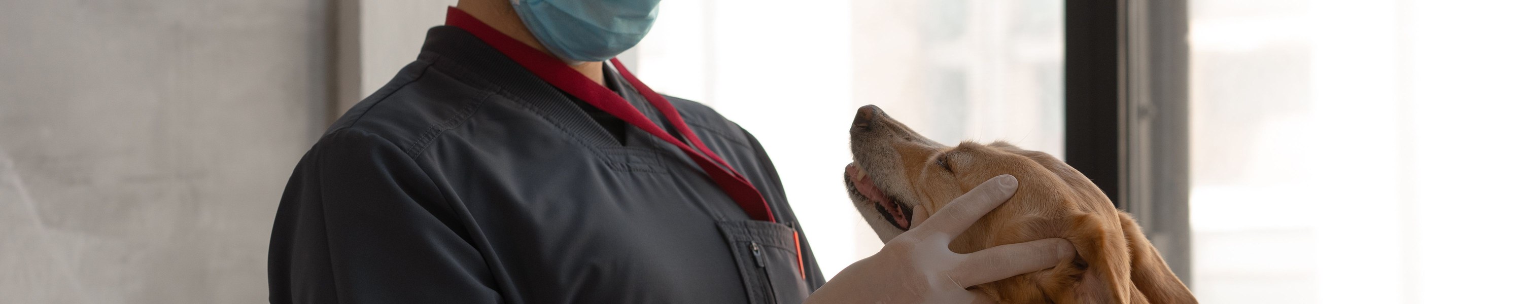 Gebärmutterentzündung beim Hund