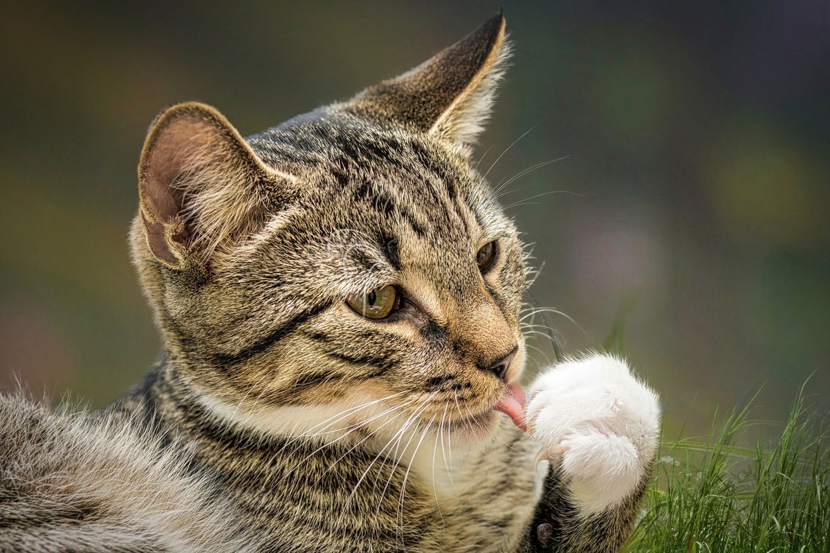 Gebärmutterentzündung bei Katzen – go4vet