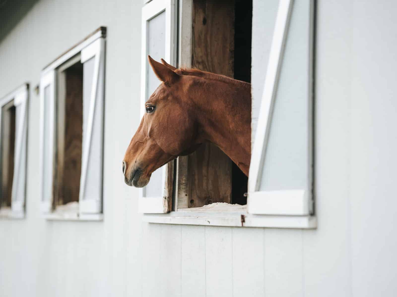 Gelenke beim Pferd unterstützen: Was wirklich hilft