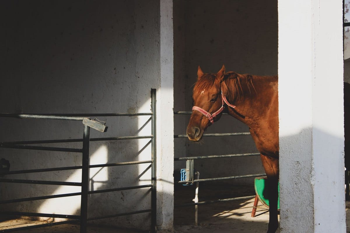 Gelenke beim Pferd unterstützen: Was wirklich hilft – go4vet