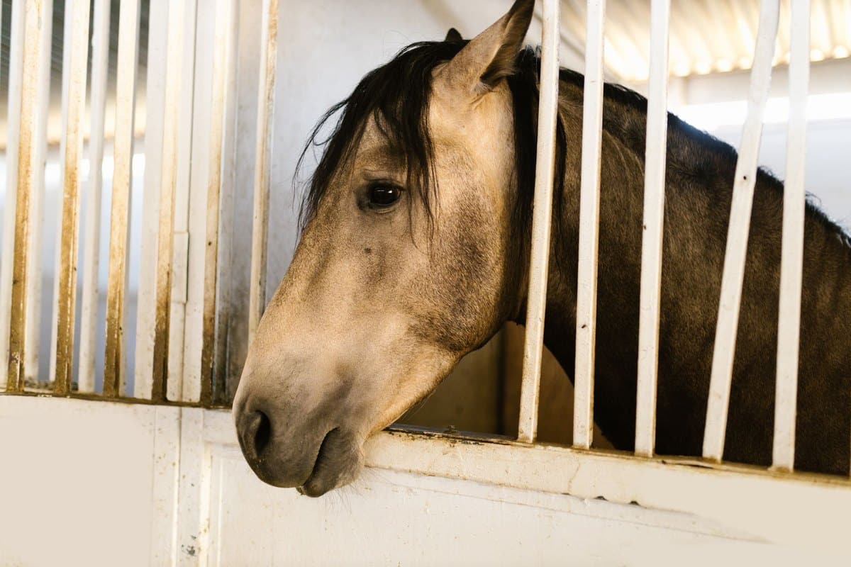 Gelenke beim Pferd unterstützen: Was wirklich hilft – go4vet