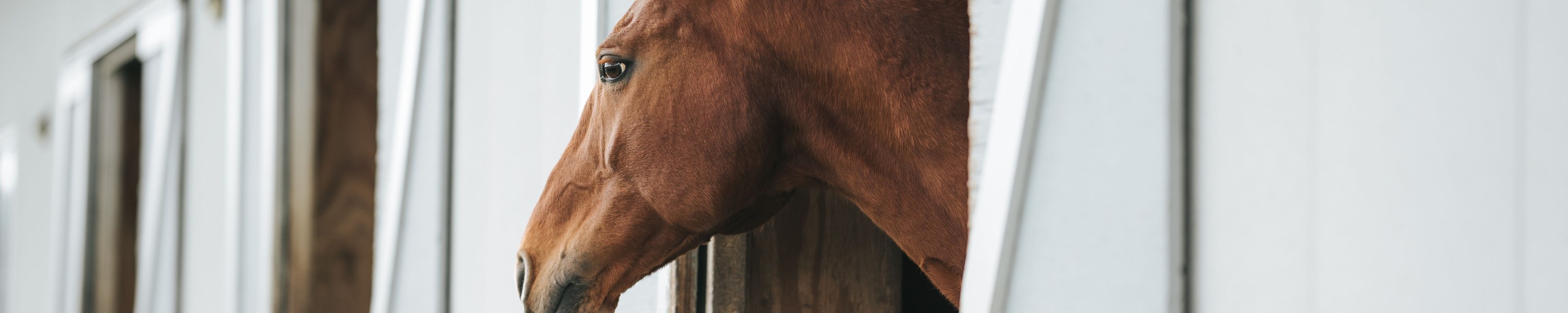 Gelenke beim Pferd unterstützen: Was wirklich hilft