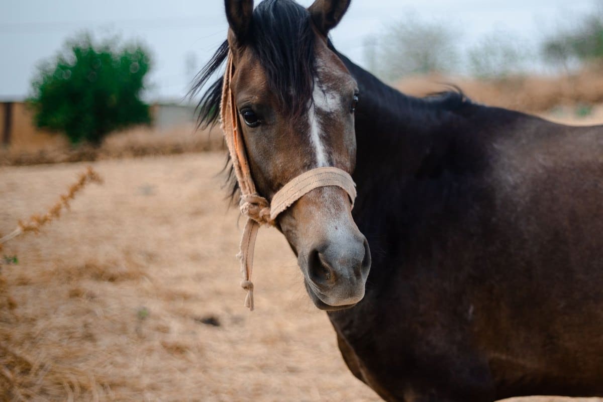 Gelenkpflege beim Pferd: Arthrose, OCD, Spat & Therapie – go4vet