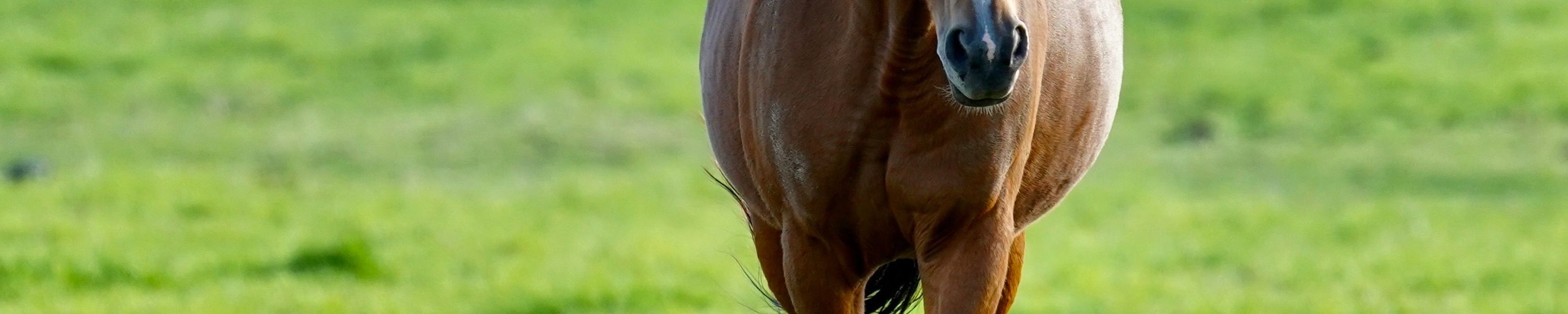 Gelenkpflege beim Pferd: Arthrose, OCD, Spat & Therapie