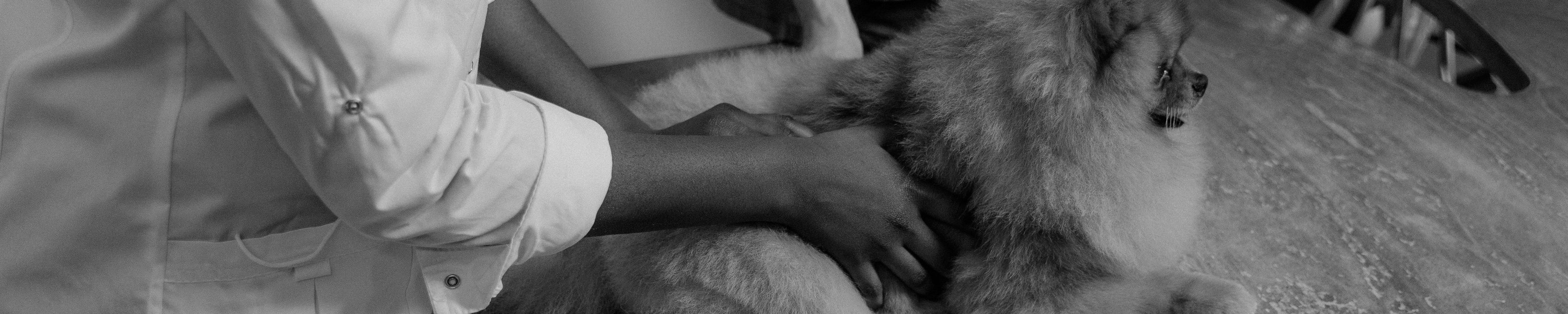 Die besten Gelenkpräparate für Hunde im Vergleich 2026