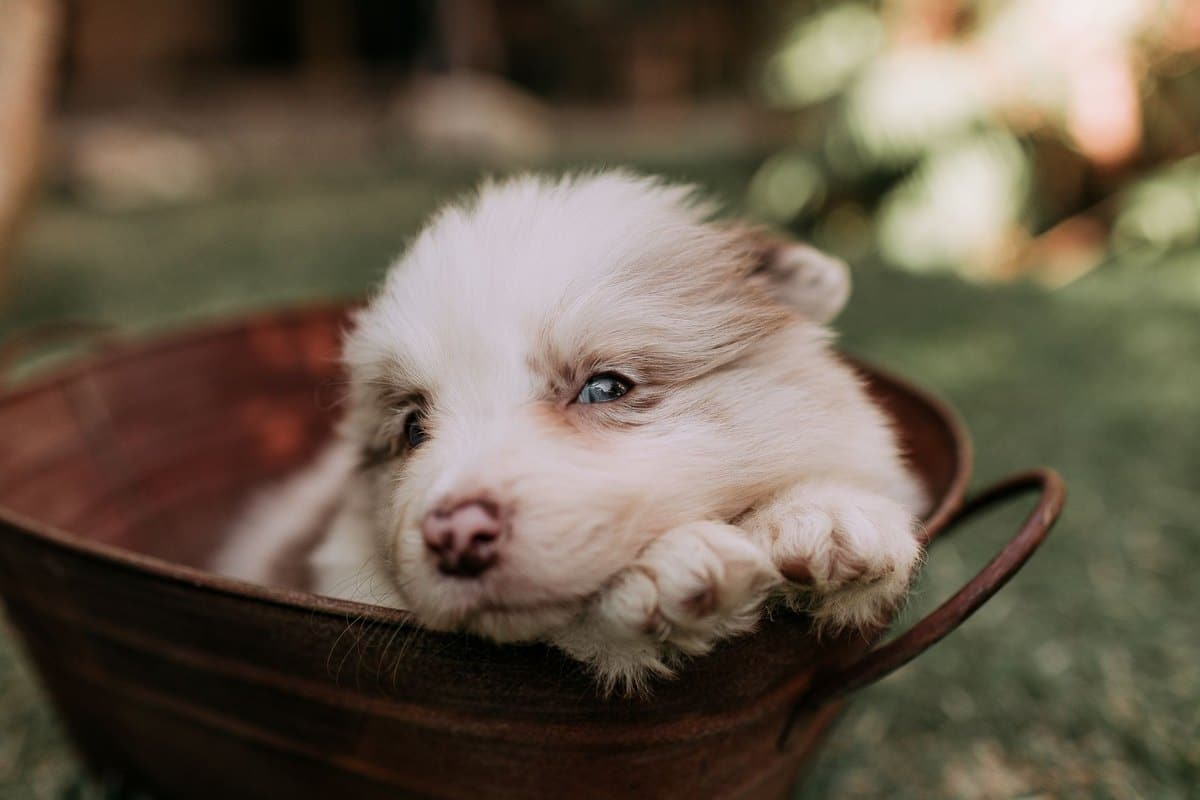 Gelenksdiät beim Hund: Royal Canin Mobility und was sie wirk – go4vet