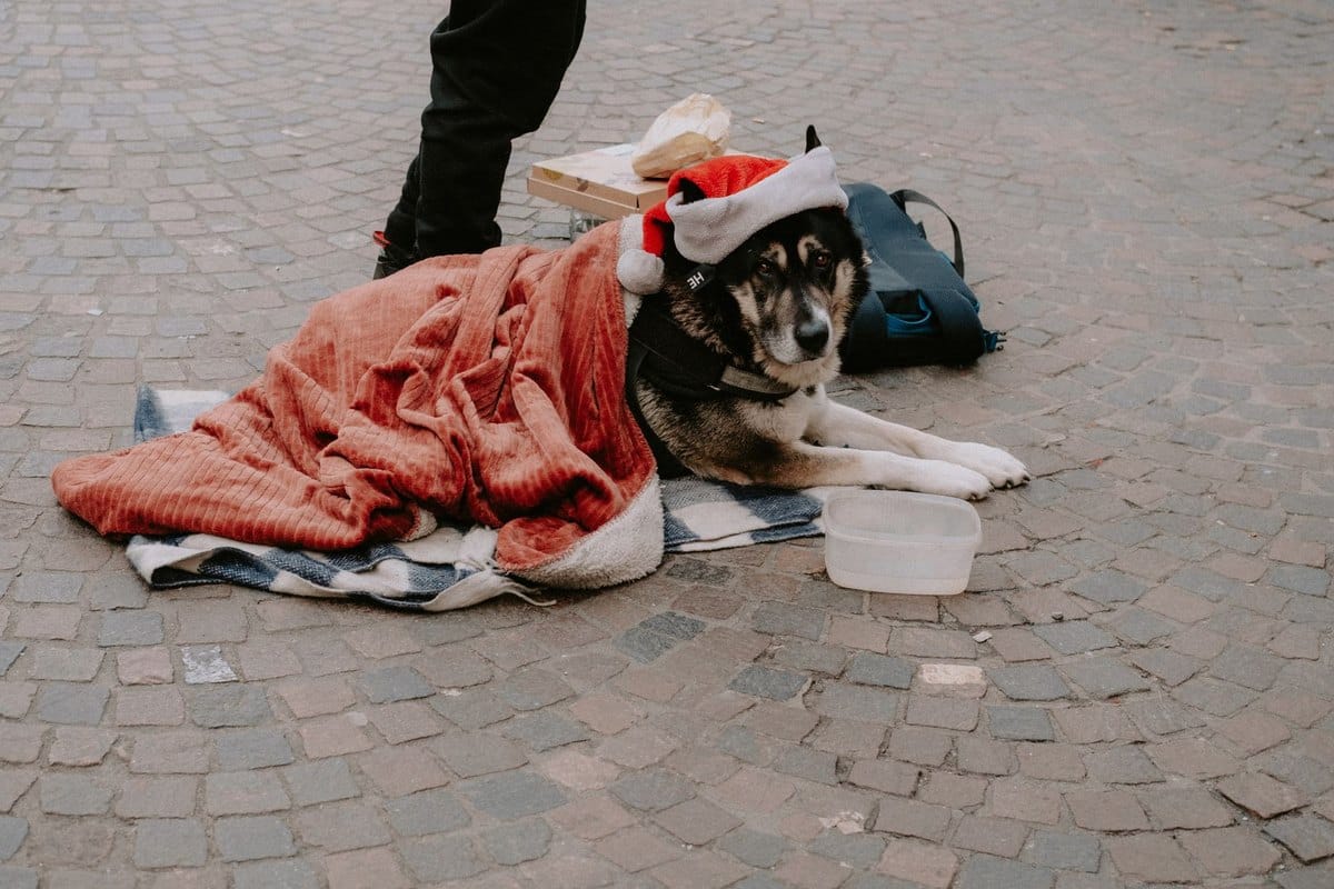 Gelenksdiät beim Hund: Royal Canin Mobility und was sie wirk – go4vet