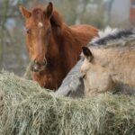 Getreidefreie Fütterung beim Pferd: sinnvoll für wen?