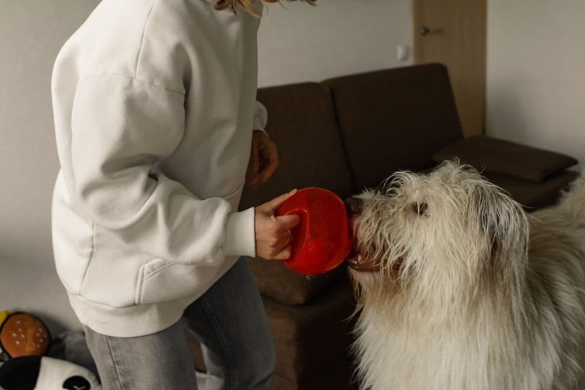 Gewichtskontrolle bei Hund und Katze: der Diät-Plan, der wir – go4vet