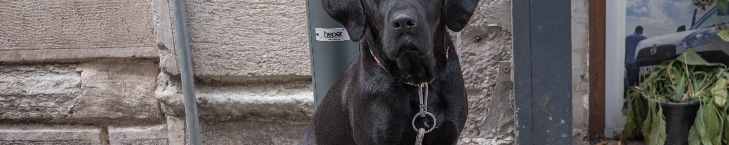 Gewichtskontrolle bei Hund und Katze: der Diät-Plan, der wirklich funktioniert