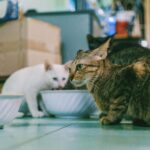 Gewichtsverlust bei der Katze: Ursachen, Diagnose und Fütterung
