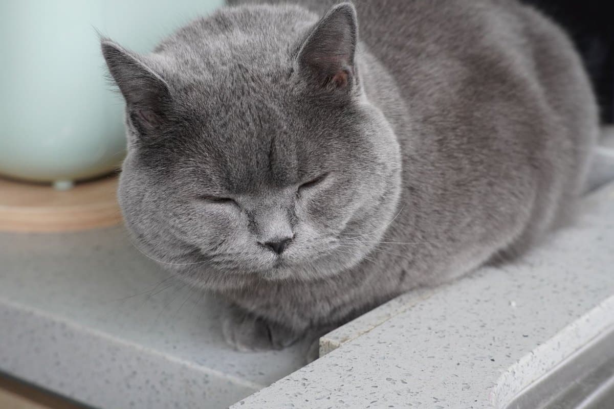 Gewichtsverlust bei der Katze: Ursachen, Diagnose und Fütter – go4vet
