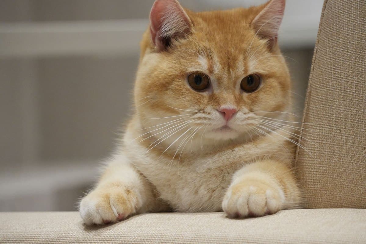 Gewichtsverlust bei der Katze: Ursachen, Diagnose und Fütter – go4vet