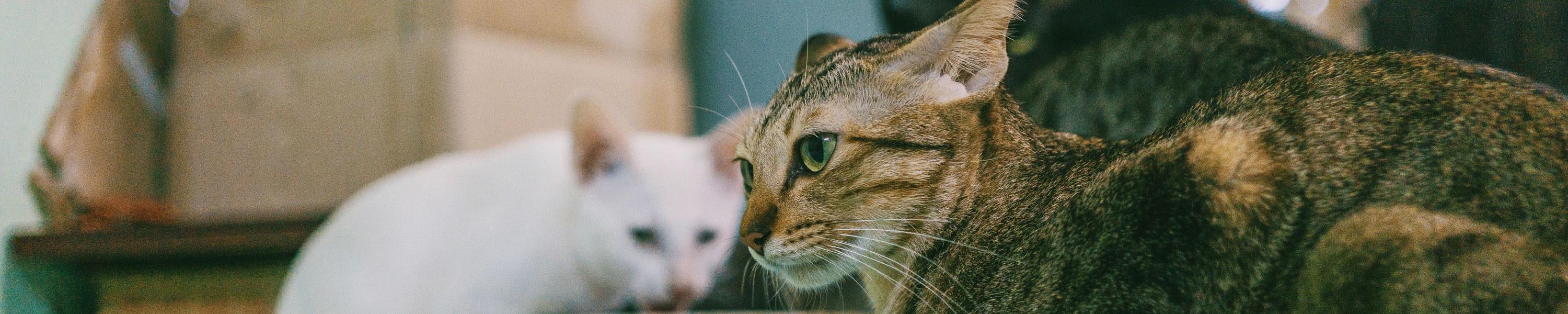 Gewichtsverlust bei der Katze: Ursachen, Diagnose und Fütterung