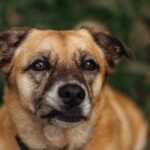 Giardien beim Hund