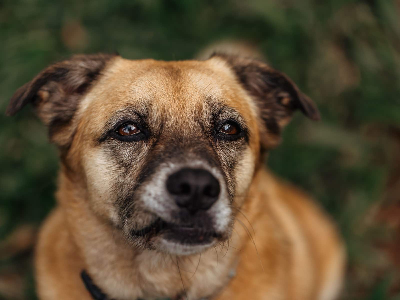 Giardien beim Hund