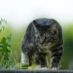Giardiose bei Katzen