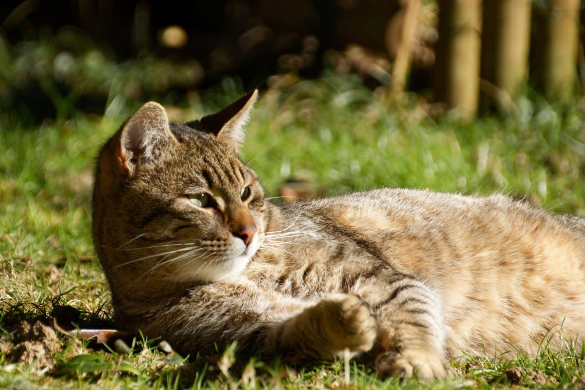 Giardiose bei Katzen – go4vet