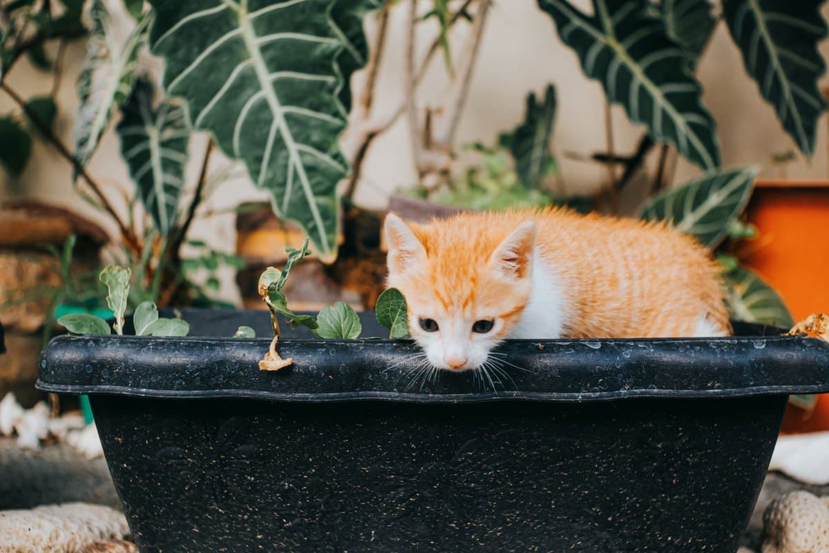 Giardiose bei Katzen – go4vet
