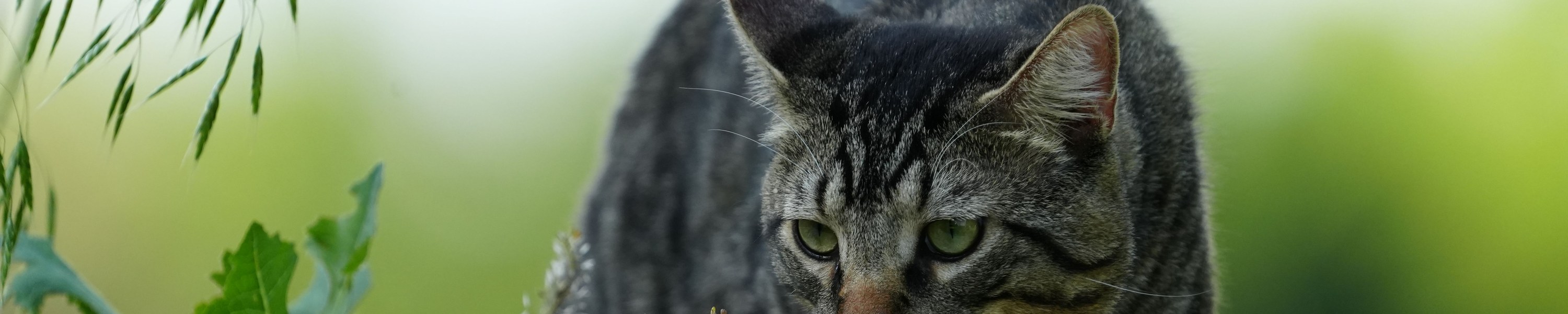 Giardiose bei Katzen