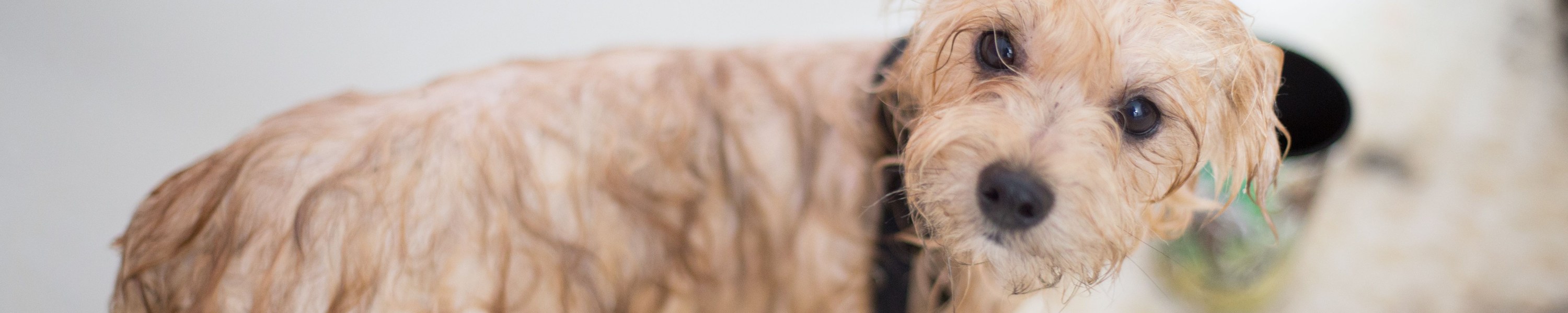 Gordon Setter