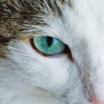 GPS-Tracker für Katzen: Die besten Modelle im Vergleich 2026