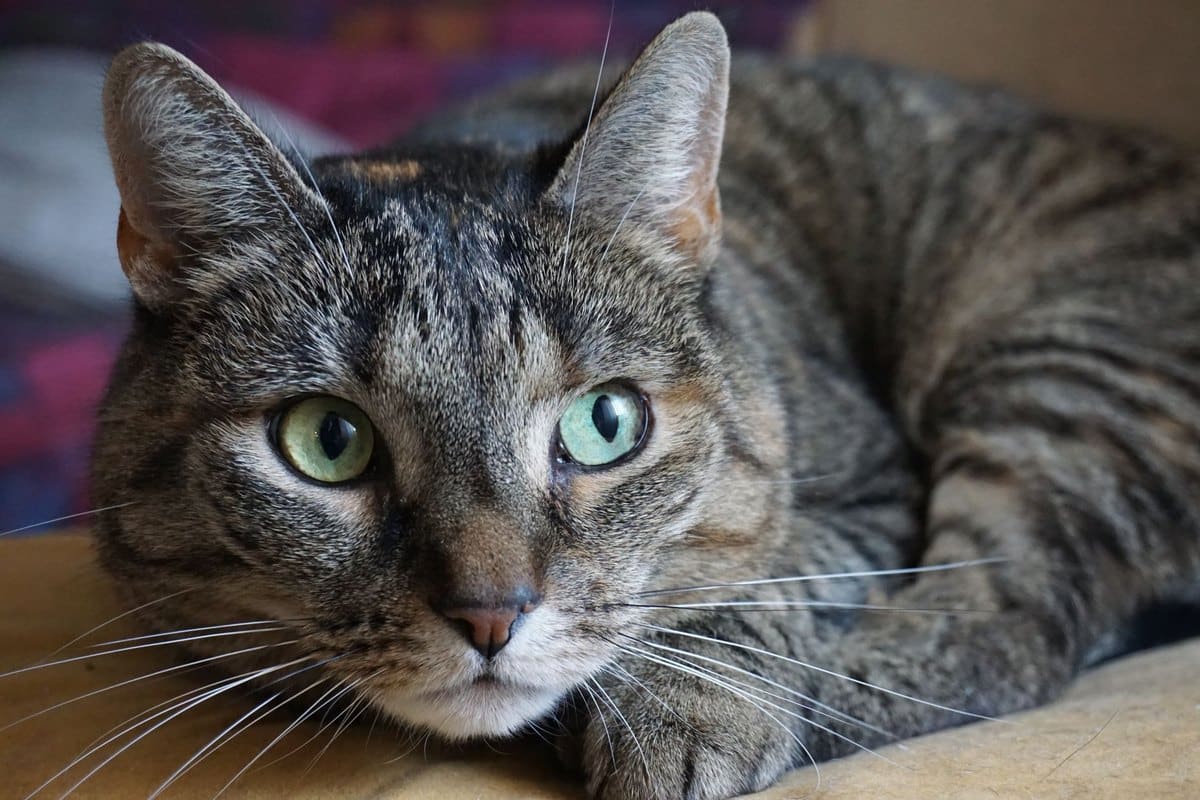 GPS-Tracker für Katzen: Die besten Modelle im Vergleich 2026 – go4vet
