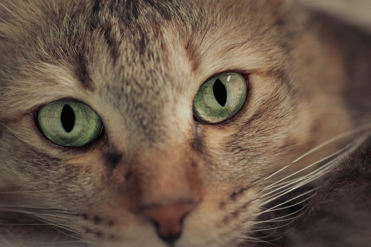 GPS-Tracker für Katzen: Die besten Modelle im Vergleich 2026 – go4vet