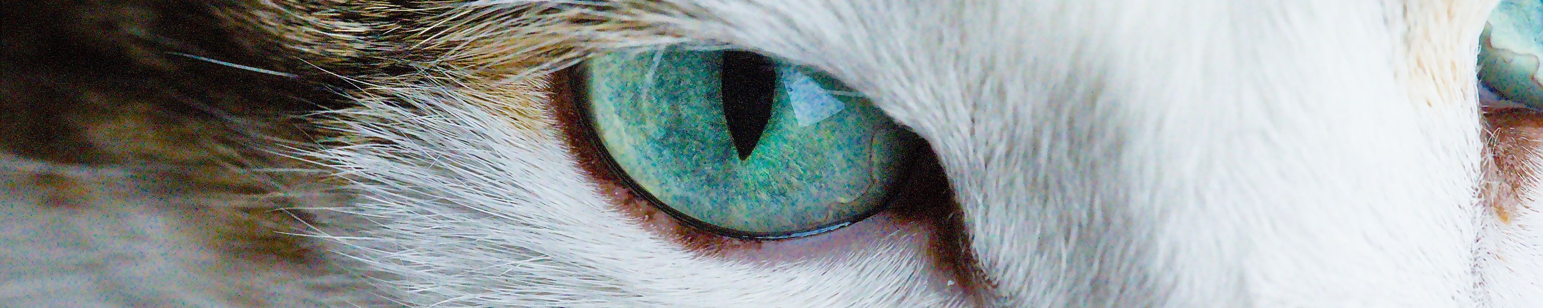 GPS-Tracker für Katzen: Die besten Modelle im Vergleich 2026