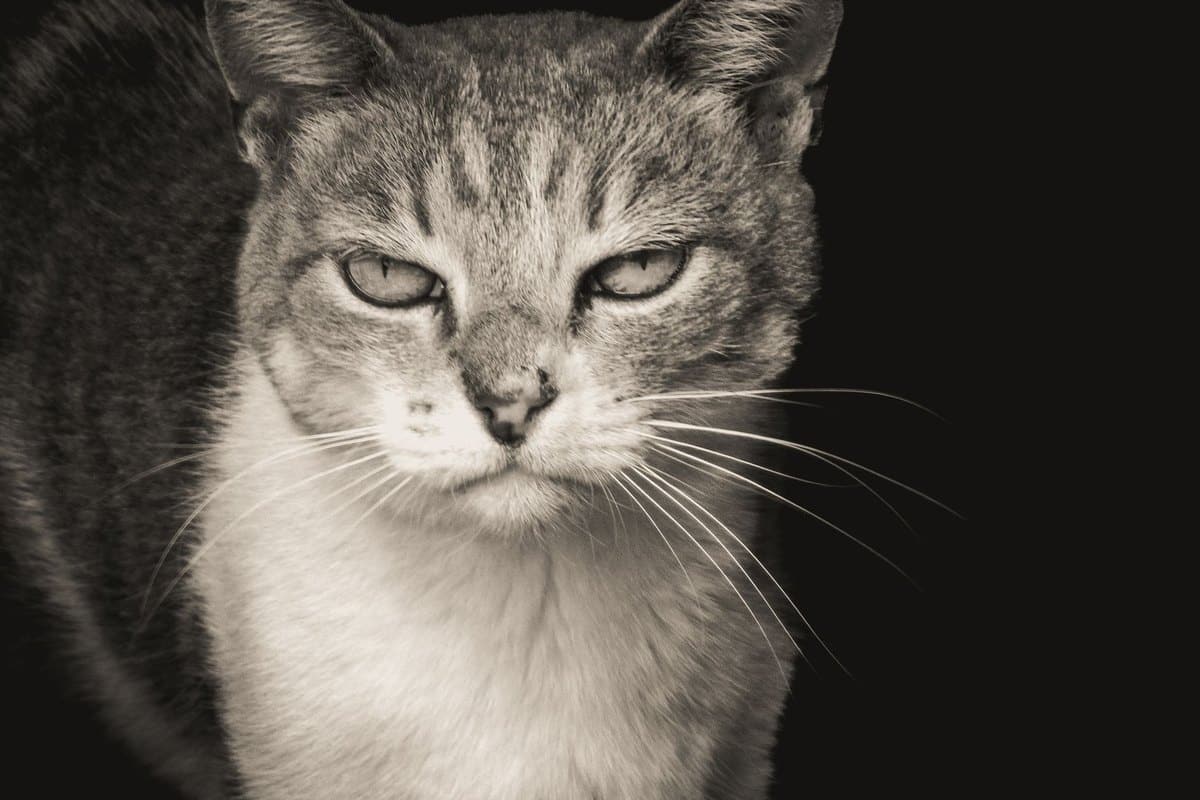 Grauer Star bei Katzen – go4vet