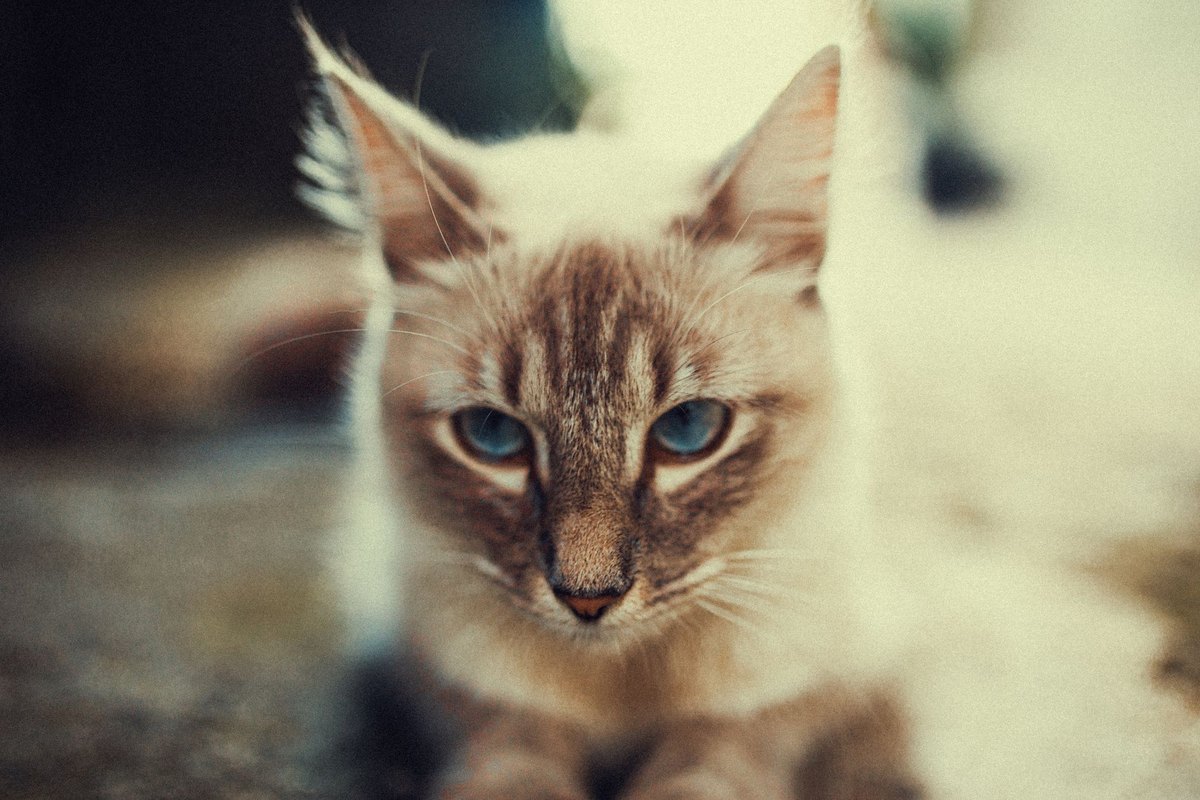 Grauer Star bei Katzen – go4vet