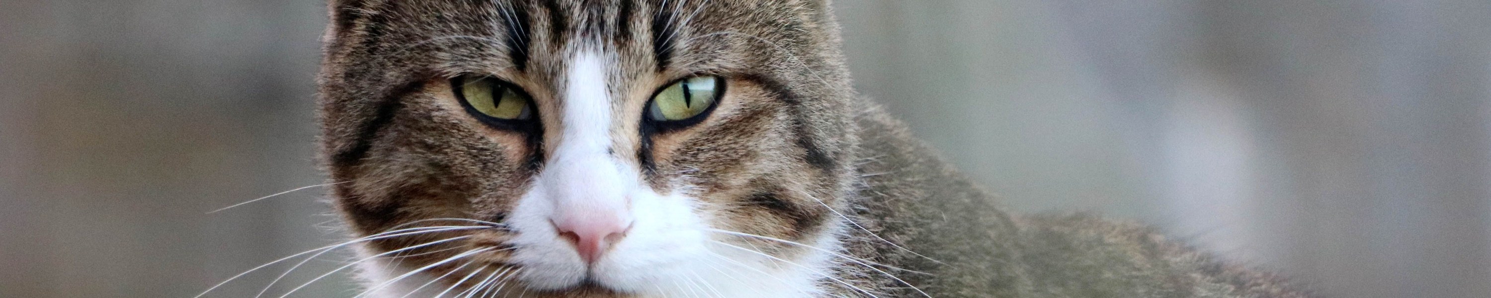 Grauer Star bei Katzen